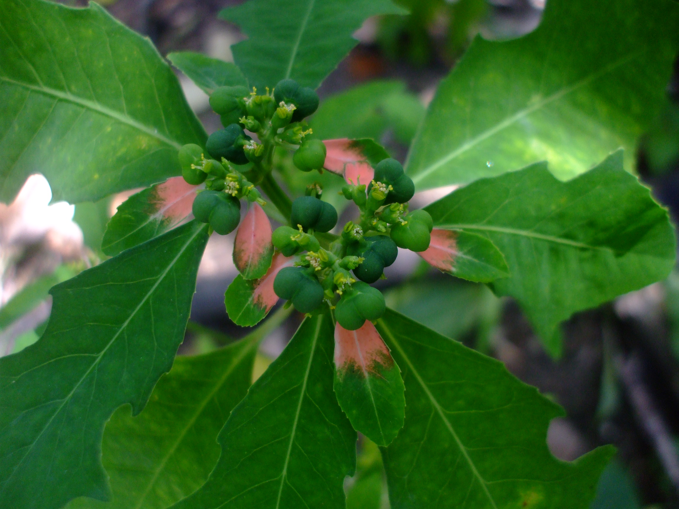 Euphorbia cyathophora